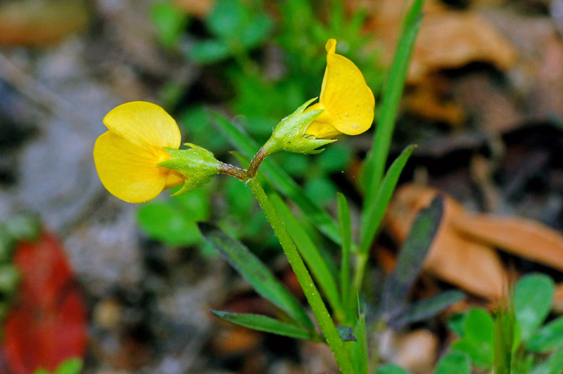 Scorpiurus muricatus / Erba-lombrica comune